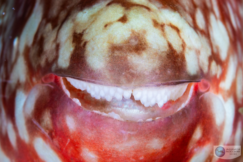 Teeth of a parrotfish captured with the Nikon Z 105mm macro and the Nikon Z8. 1/160, f/25, ISO 200