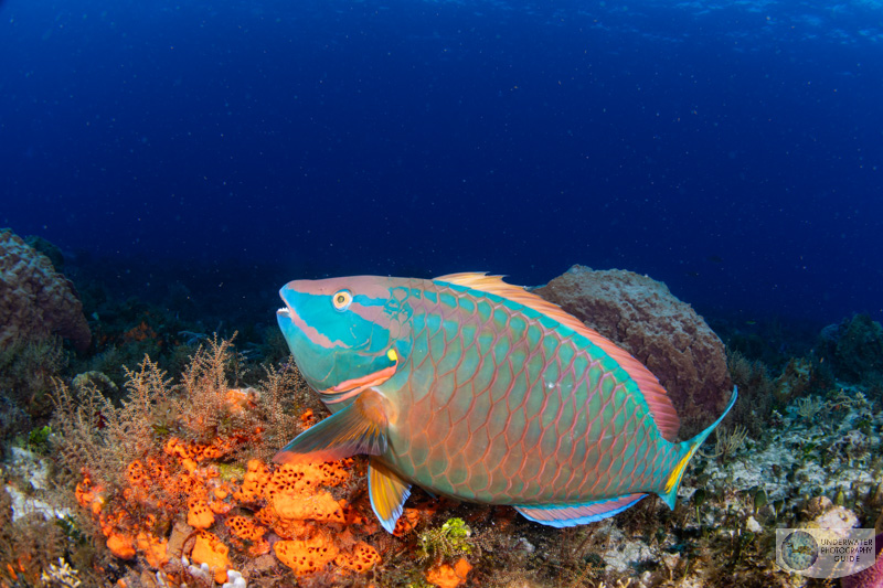 Beautiful colors captured on this parrotfish feeding on the reef. 1/160, f/13, ISO 200