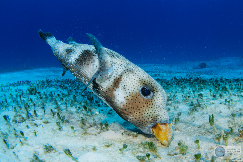 A puffer playing with a shell photographed with the Nikon 8-15mm fisheye lens and the Nikon z8. 1/160, f/16, ISO 200