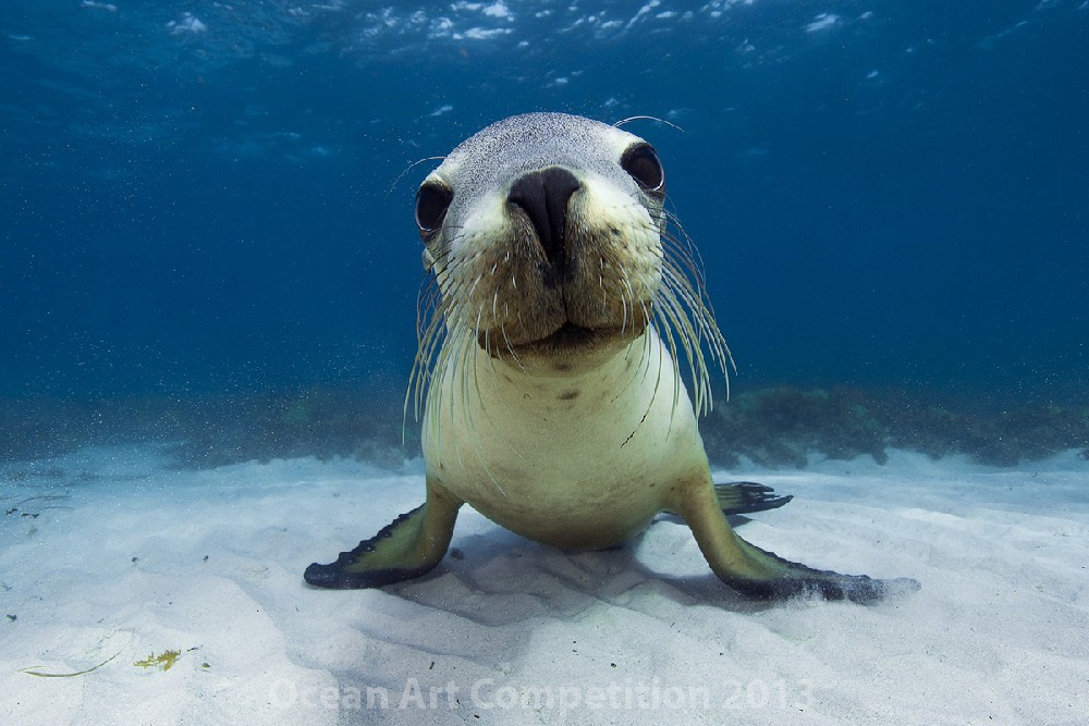 Honorable Mention Portrait Category|Underwater Photography Guide