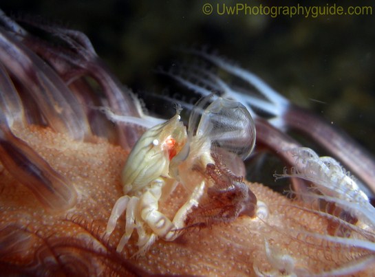 Anilao Shootout Winners 2011 - Underwater Photography Guide