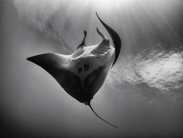 Through Your Lens Photo Contest Winners Announced - Underwater ...