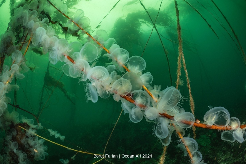 Hooded nudibranchs