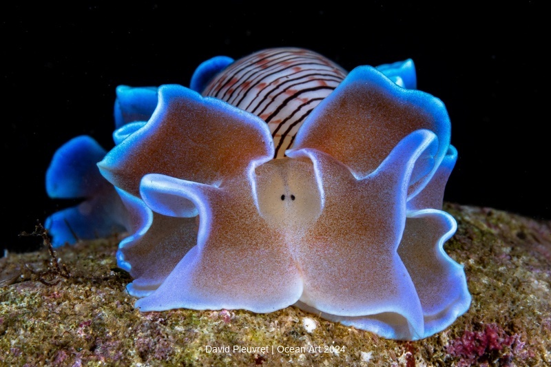 Hydatina