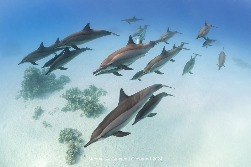 Spinner Dolphins