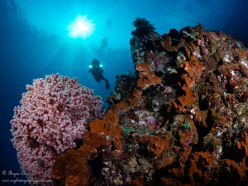 Crinoids adorn large sponges under Siladen Jetty, Indonesia