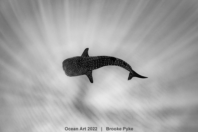 black and white whale photography