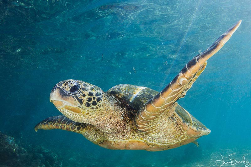 Green Sea Turtles - Underwater Photography Guide
