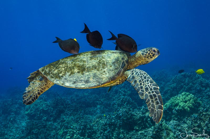 Hawaiian Green Sea Turtle. Kona, HI Photo: Jenna Szerlag