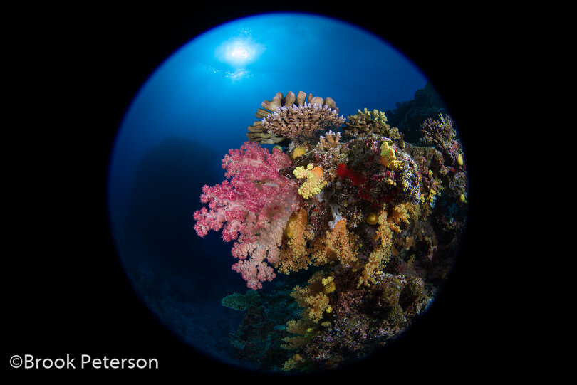 Saga Magic Ball—Underwater Macro Fisheye Lens - Underwater