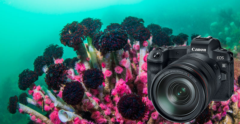 Canon EOS R Review - Underwater Photography Guide