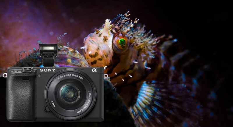 Sony a6400 Review - Underwater Photography Guide