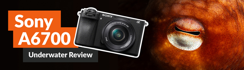 Sony A6700 Review - Campkins Cameras