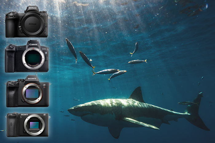 Best Underwater Cameras - Digital - Underwater Photography Guide