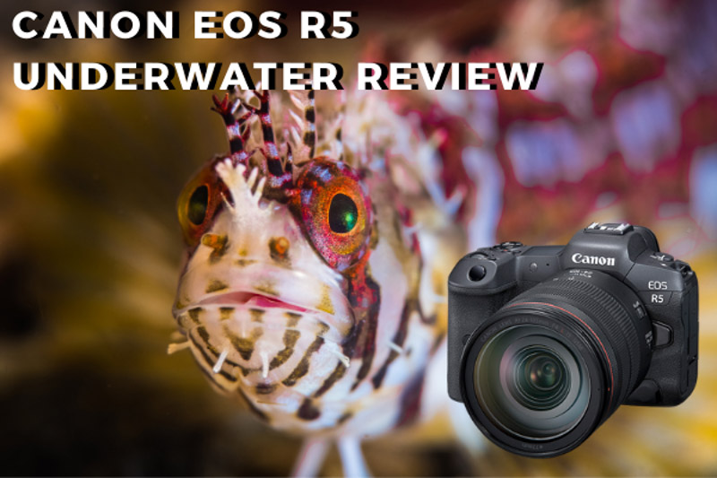 Interchangeable Lens Cameras - EOS R5 (Body) - Canon Philippines