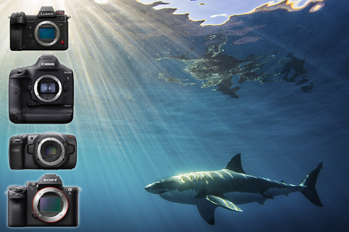 Nikon Z7 II Underwater Camera Review - Underwater Photography
