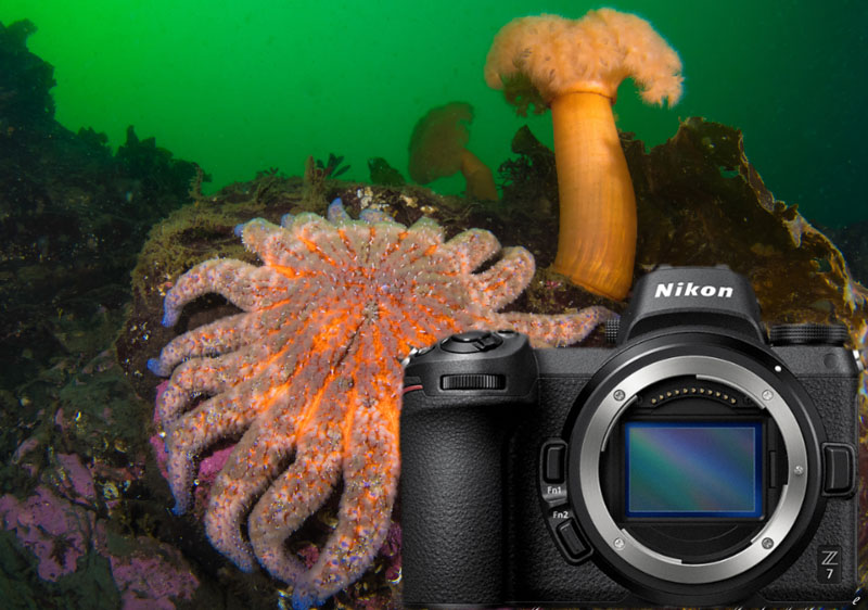 Marelux Nikon Z7 II, Z6 II MX-Z6II/Z7II Underwater Housing