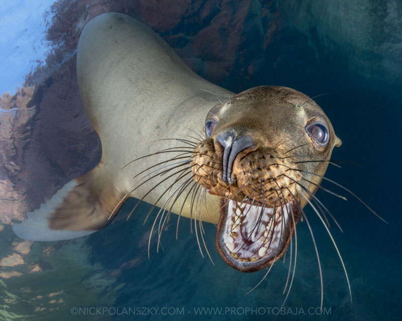7 Tips for Great Sea Lion Photos Underwater Photography Guide