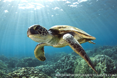 Ultimate Guide to Sea Turtle Photography|Underwater Photography Guide