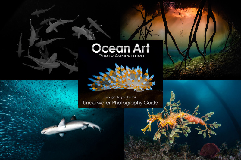 Ocean Art 2024 Winners Announced