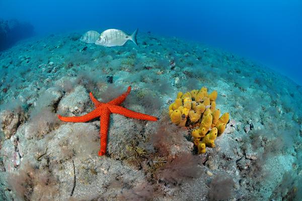 Capture Great Photos in Blue Water - Underwater Photography Guide