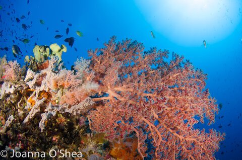 Epic Photo Destinations: Solomon Islands - Underwater Photography Guide