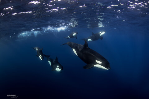 An Encounter with Orcas in Mexico - Underwater Photography Guide